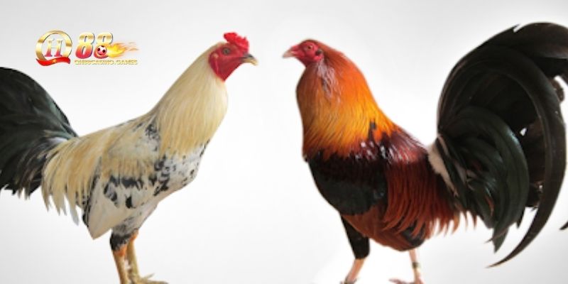 Cách chọn gà nòi chuẩn để đá
