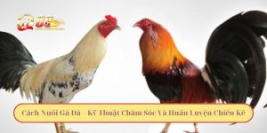 Cách Nuôi Gà Đá – Kỹ Thuật Chăm Sóc Và Huấn Luyện Chiến Kê