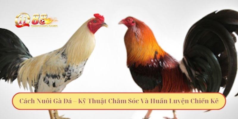 Cách Nuôi Gà Đá – Kỹ Thuật Chăm Sóc Và Huấn Luyện Chiến Kê