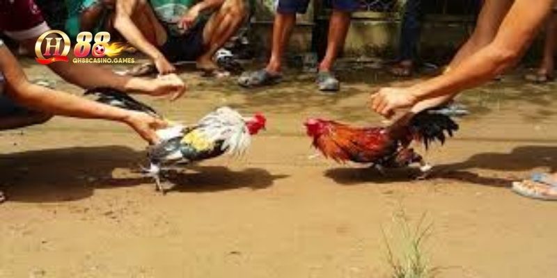 Chuồng trại đạt chuẩn để nuôi gà đá