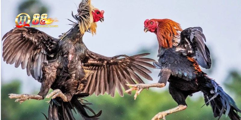 Tiện ích vượt trội của sảnh đá gà QH88