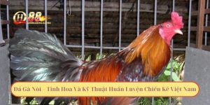 Đá Gà Nòi – Tinh Hoa Và Kỹ Thuật Huấn Luyện Chiến Kê Việt Nam