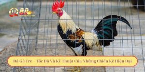 Đá Gà Tre – Tốc Độ Và Kỹ Thuật Của Những Chiến Kê Hiện Đại