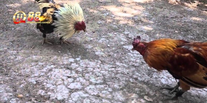 Đá gà tre trực tuyến tại QH88
