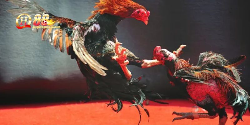 Cơ chế trả thưởng cao và an toàn cho hội viên
