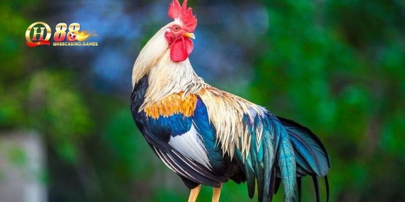 Ứng dụng màu mạng gà trong thi đấu