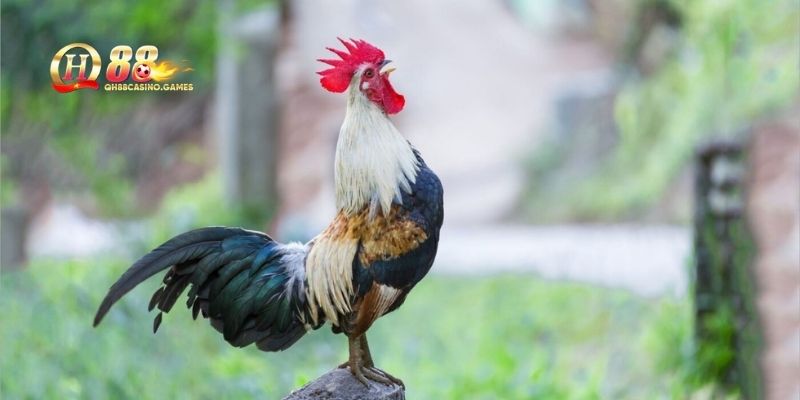 Kỹ thuật chọn giống gà tre chiến
