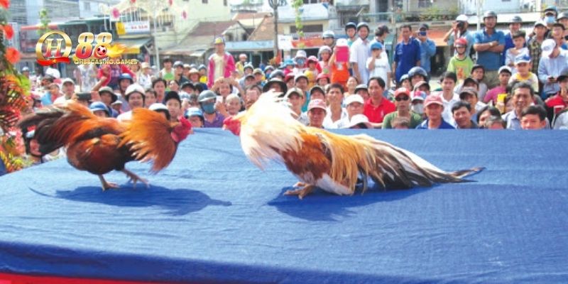 Lịch luyện tập và vần hơi