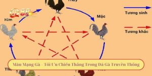 Màu Mạng Gà – Tối Ưu Chiến Thắng Trong Đá Gà Truyền Thống