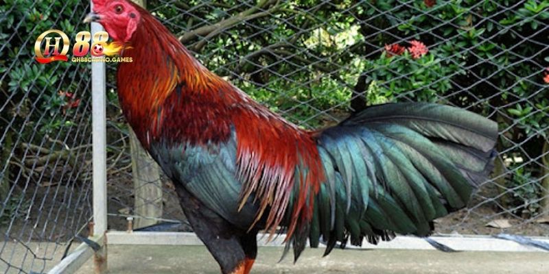 Nguồn gốc và ý nghĩa văn hóa