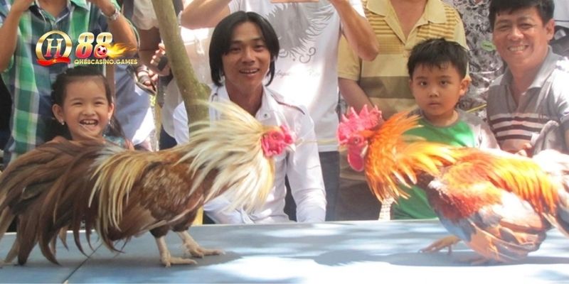 Tại sao nên áp dụng cách nuôi gà đá tại QH88?