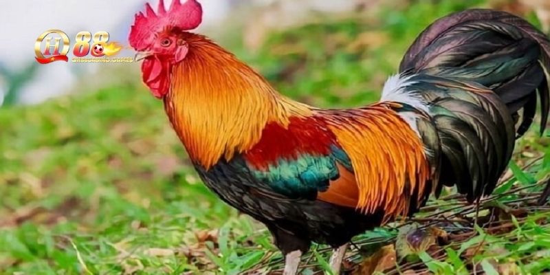 Kết hợp màu mạng gà khi chơi tại QH88